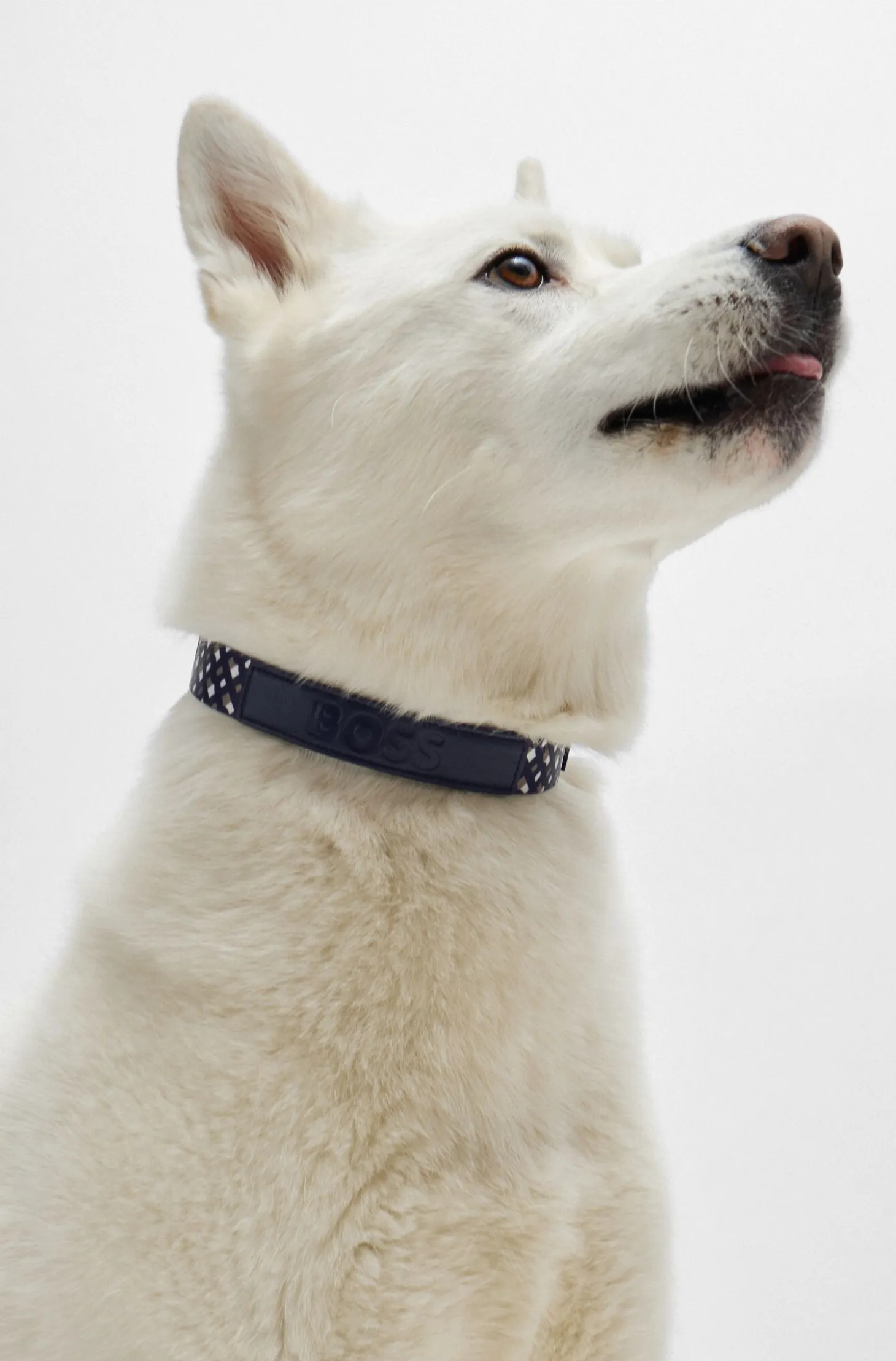 Dog collar with metal hardware
