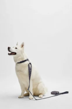 Dog collar with metal hardware