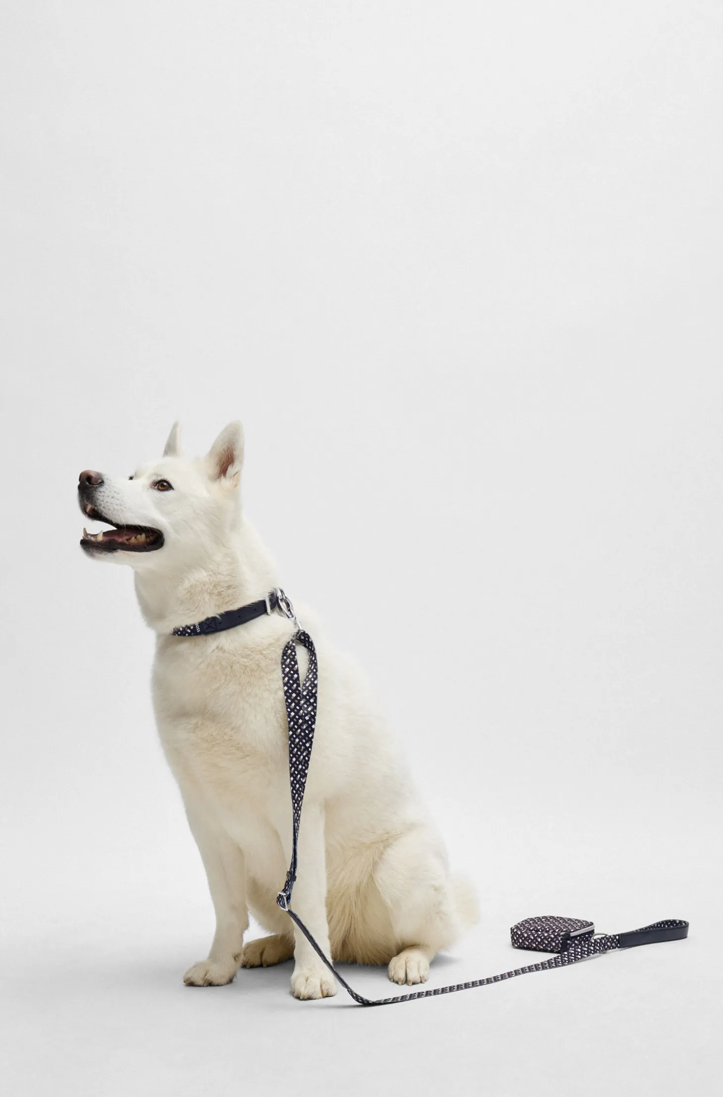 Dog collar with metal hardware