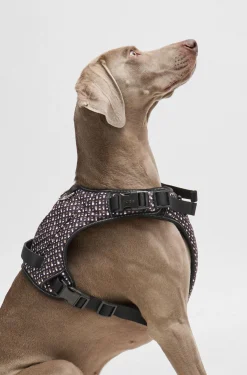 Dog mesh-lined harness with monogram pattern